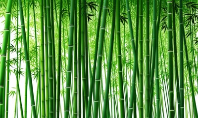 Fototapeta premium Lush green bamboo forest creates serene natural atmosphere