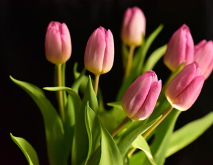 Pink tulips