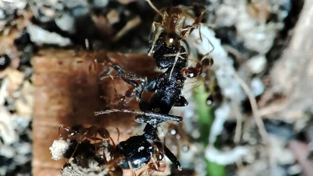 timelapse of the ants work together to carry their food