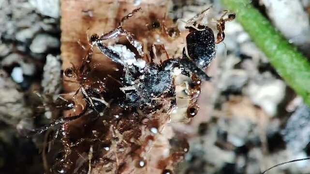 the ants work together to carry their food