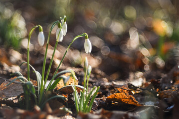 Kwiaty przebiśniegi w lesie, luty 2025, wiosenne tło.