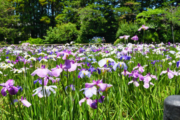本土寺　美しい花菖蒲　コピースペースあり（日本千葉県松戸市）　Hondo-ji Temple （Hondoji Temple)　Beautiful  irises　with copy space  (Matsudo City, Chiba Prefecture, Japan)

