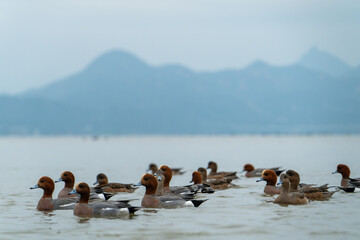 A large flock of Eurasian wigeons swims over the sea. Mountains are in the background.