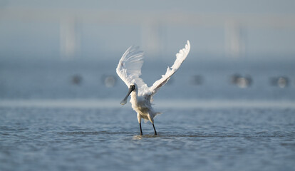 A black-faced spoonbill stands in the water with its wings spread out.