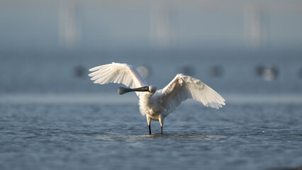 A black-faced spoonbill stands in the water with its wings spread out.