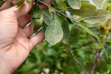 Colony of aphids on the leaves of a plum tree. A farmer holds in his hand an infested branch of a plant with insect pests.