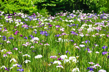 本土寺　美しい花菖蒲（日本千葉県松戸市）　Hondo-ji Temple （Hondoji Temple)　Beautiful  irises　 (Matsudo City, Chiba Prefecture, Japan)