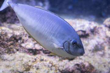 Pesce unicorco, Naso Hexacanthus, Acquario di Genova, Liguria, Italia, Europa