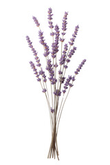 Naklejka premium A bunch of purple lavender flowers are arranged in a tall, slender bouquet