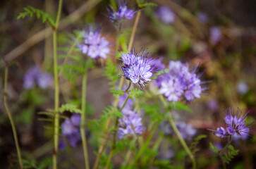 Blooming purple phacelia in the garden.