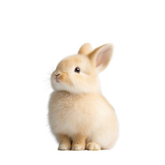 Obraz premium A cute baby rabbit is sitting on a white background