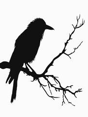 Obraz premium Black crow is perched on a tree branch. The image has a dark and mysterious mood, with the bird's silhouette against the tree and the white background