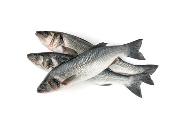 European seabass or Dicentrarchus labrax, whole raw labrax, branzino fish, European bass
