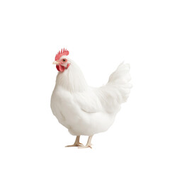 Fototapeta premium A white chicken stands on a white background