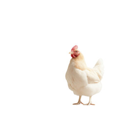 Fototapeta premium A white chicken stands on a white background