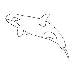 vector illustration of an orca in outline style for coloring pages