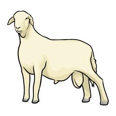 sheep with white background separately