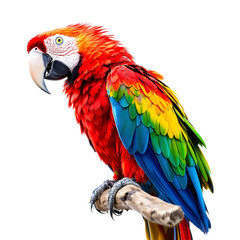 Obraz premium Vibrant macaw parrot with colorful plumage perched on wooden branch isolated on transparent background