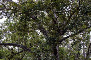 Fototapeta premium Cambodia.Siem Reap.A tree with flying foxes or dogs