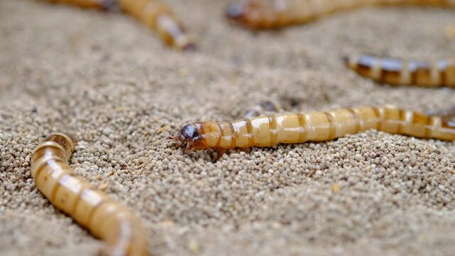 King mealworm (zophobas morio) is a popular feed ingredient that is widely used to give to reptiles, songbirds and other poultry.
