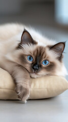  himalayan cat lying pillow