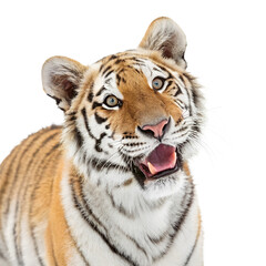 Fototapeta premium tiger on isolated PNG Background