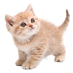Obraz premium Cat child on isolated PNG Background