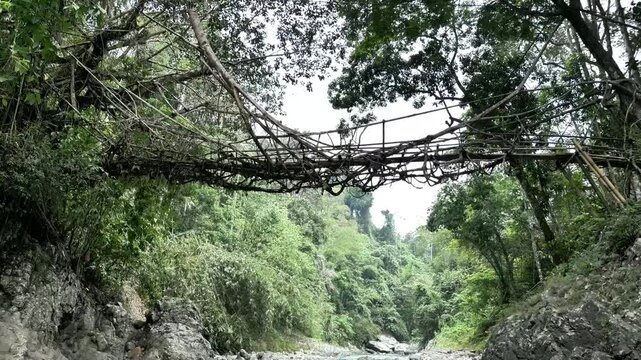 Drone fly low over the calm flowing river water, showing details of the bottom of the root bridge that has become an icon of the Baduy tribe and a cultural heritage tourism destination in Indonesia.