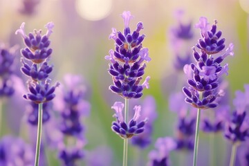 Obraz premium Lavender flowers blooming in a field at sunset