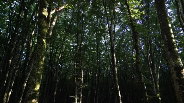 drone, soggettiva camminata in bosco