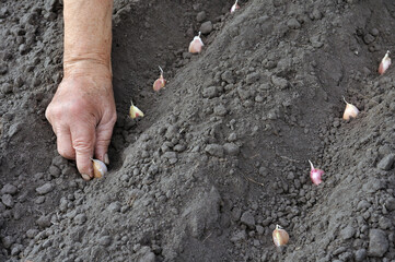 hands of senior woman planting garlic seeds  in the vegetable garden
