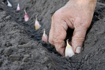 hands of senior woman planting garlic seeds  in the vegetable garden
