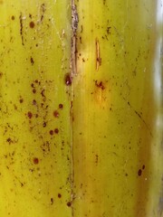 close up of texture of banana tree bark. vertical photo