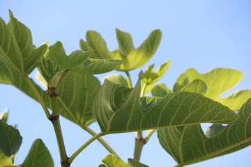 green leaves and blue sky
