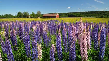 Fototapeta premium Dalsland-55