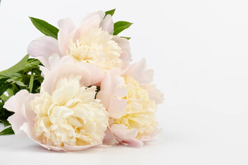 Floral spring background. Pink peonies and petals. Close-up. Soft focus. Nature