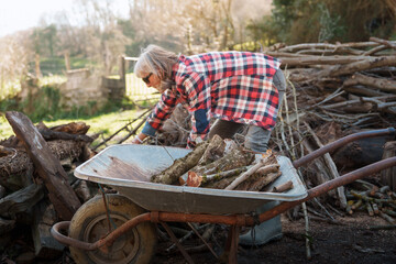 Woman farmer loading firewood into wheelbarrow in countryside