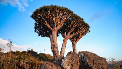 Majestic dragon tree stands tall in the stunning landscape of Socotra