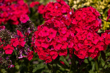 Flowering branch of red phlox in the garden