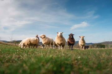 Female farmer walking with sheep and dogs in green meadow. Female farmer celebrating international worker's day by walking with sheep and herding dogs in a green meadow