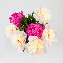 Floral spring background. Pink peonies and petals. Close-up. Soft focus. Nature