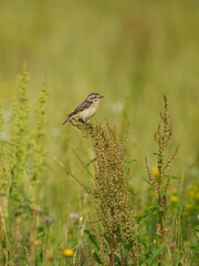 Whinchat (Saxicola rubetra) Perched on a Wild Plant in a Green Meadow