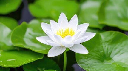 White water lily blooms in a pond, green leaves background; nature serenity