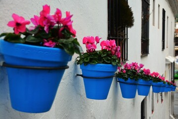 kwiaty w niebieskich donicach © jholy