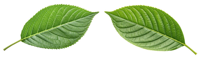 Obraz premium Single Fresh Green Leaf Isolated on Transparent Background