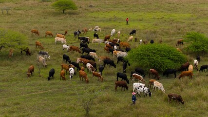 Aerial view of cattle grazing in a green field.