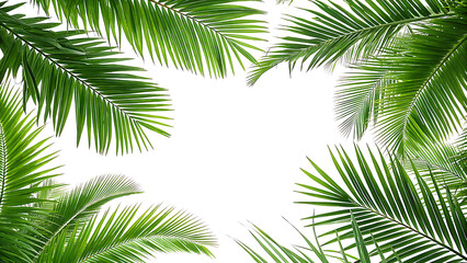 Obraz premium Realistic Tropical Palm Leaves Frame - on a Transparent Background