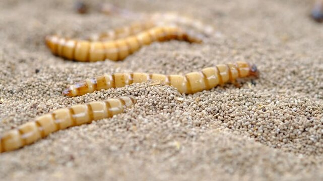 King mealworm (zophobas morio) is a popular feed ingredient that is widely used to give to reptiles, songbirds and other poultry.