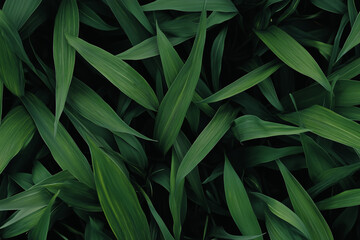 Fototapeta premium Emerald Canopy: An overhead view of vibrant green leaves create a dense, lush canopy, their textures and patterns forming a captivating natural tapestry. 