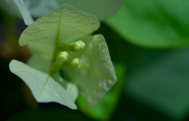 closeup of bougainvillea flower